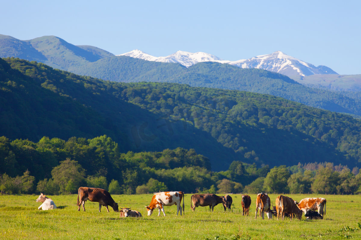 群上夏季牧场放牧的奶牛图片