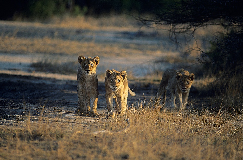 三头狮子在大草原上狩猎图片