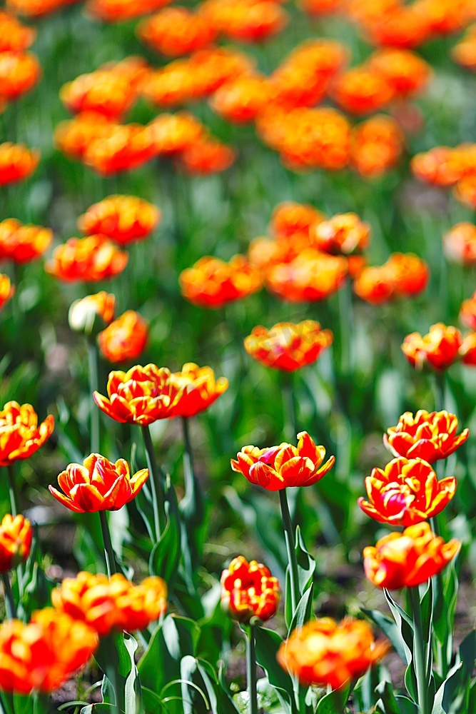 红橙黄郁金香花朵特写图片