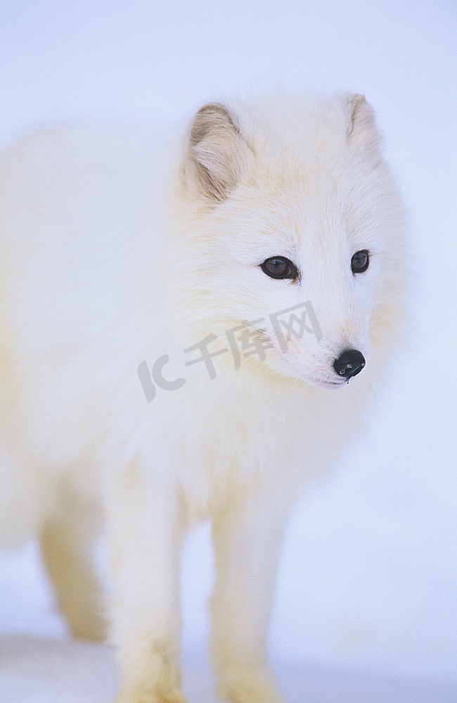 雪地里的北极狐狸图片