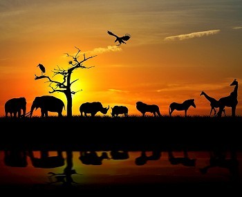 日落映衬下的非洲野生动物剪影图片
