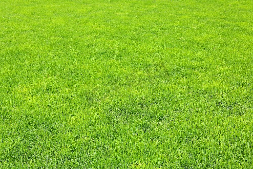 雨后绿草如茵的草坪图片