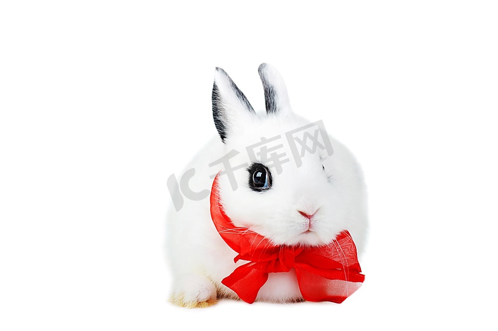 白底红丝带小白兔图片