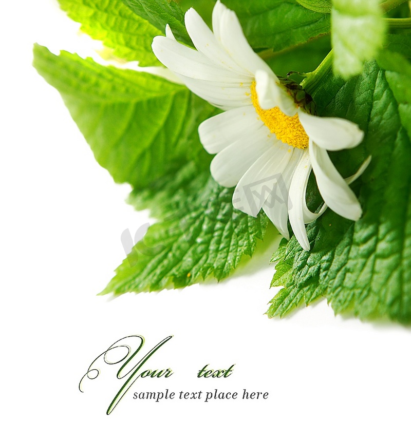 雏菊花在白色背景图片