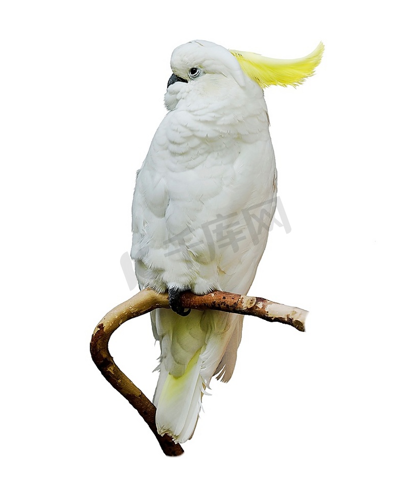 白底黄冠凤头鹦鹉图片