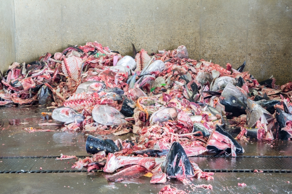 鱼垃圾中的大厨余垃圾，用于回收利用图片