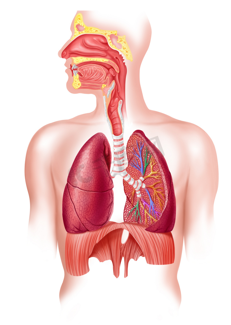 人类充分呼吸道系统截面.图片