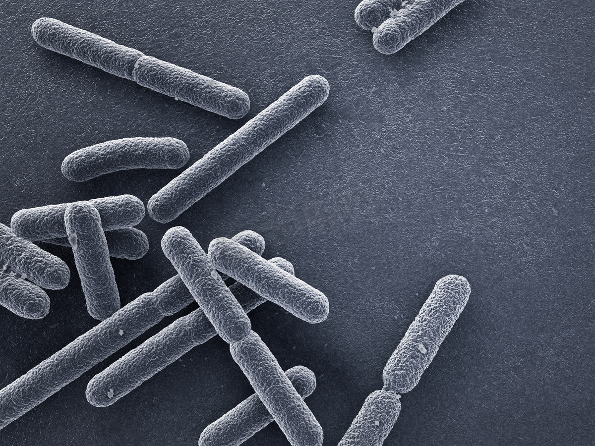 Escherichia coli bacteria closeup 图片