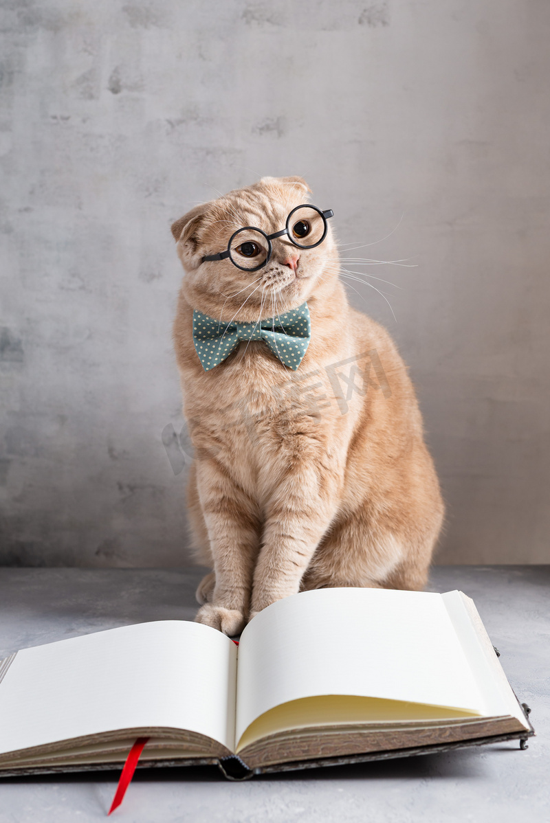 戴眼镜和领结的学来的猫坐在翻开的书本前.远程教育，在线课程，外语概念。靠近点图片