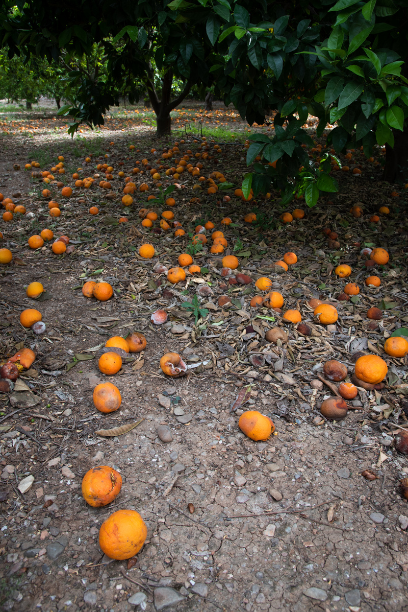 落在橙树下面的地上的橘子。因暴雨而失败的农作物图片