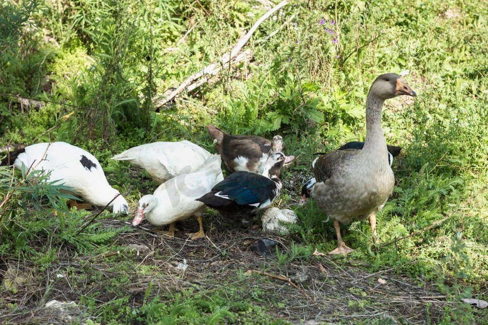 家群鸭寻找食物图片