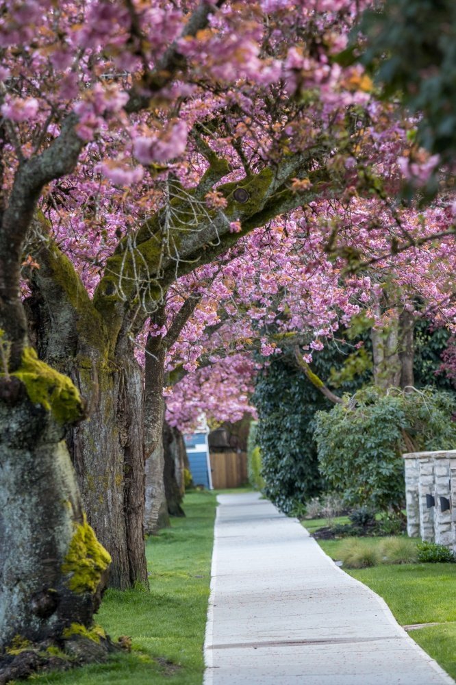 街道上樱花盛开的小巷图片