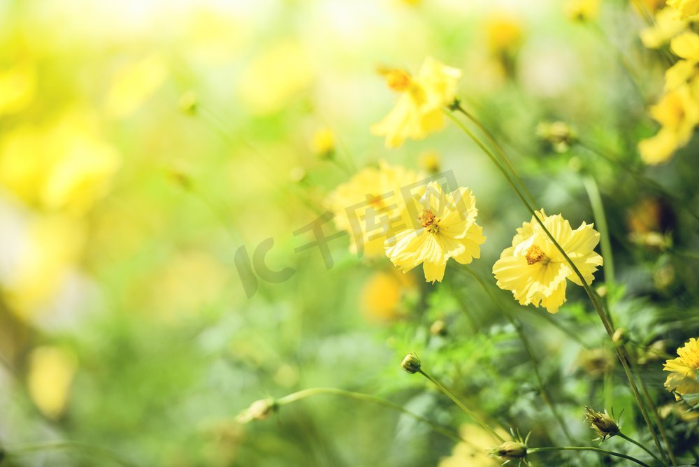 大自然黄色花领域模糊背景/黄色植物黄菊秋天的颜色美丽的在花园里图片
