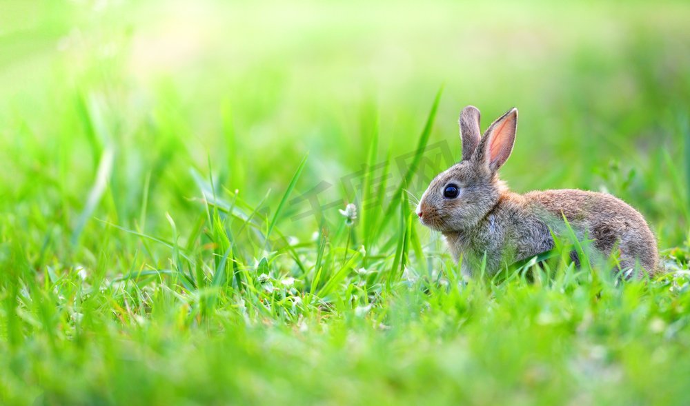 可爱的兔子坐在绿色领域春天草甸/复活节兔子狩猎节日在草和花户外自然背景 图片