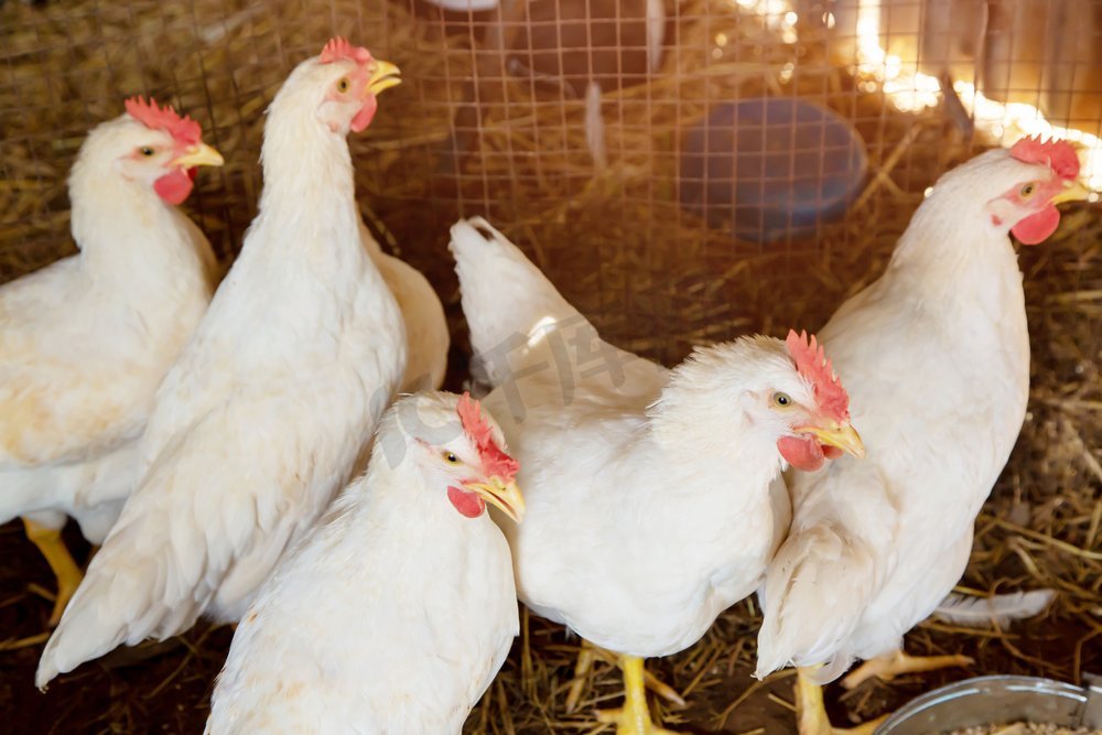 鸡是一种H5N1禽流感病毒。图片
