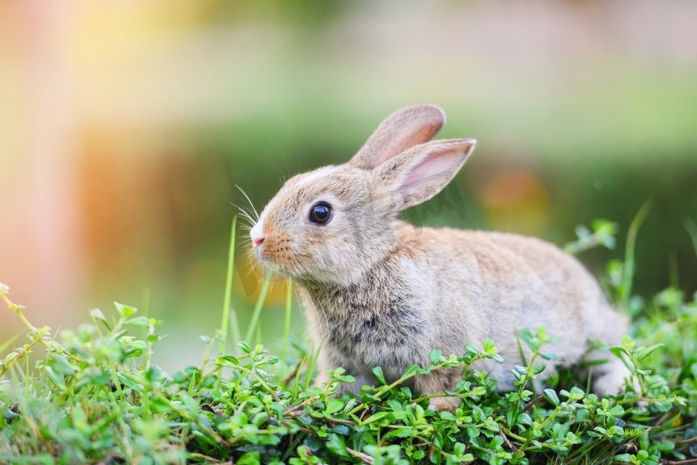 The bunny brown rabbit on green grass/兔子复活节概念图片