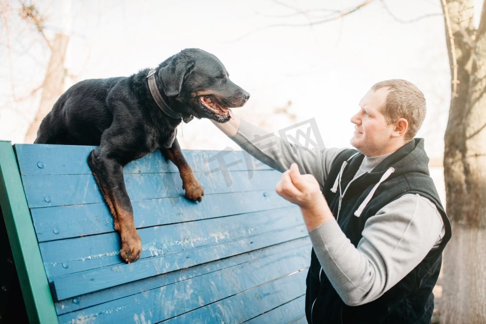 犬儒学家在操场上训练服务犬。主人与他的顺从宠物户外，猎犬家畜图片