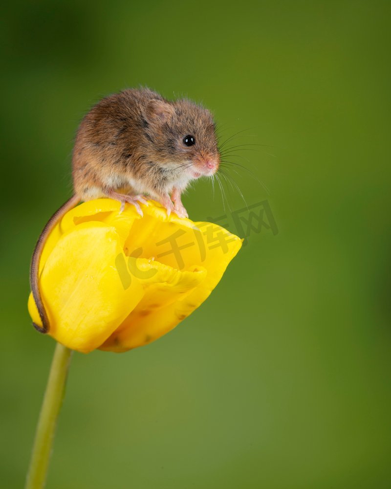 可爱的收获小鼠micromys minutus在黄色郁金香花叶子与中性绿色自然背景图片