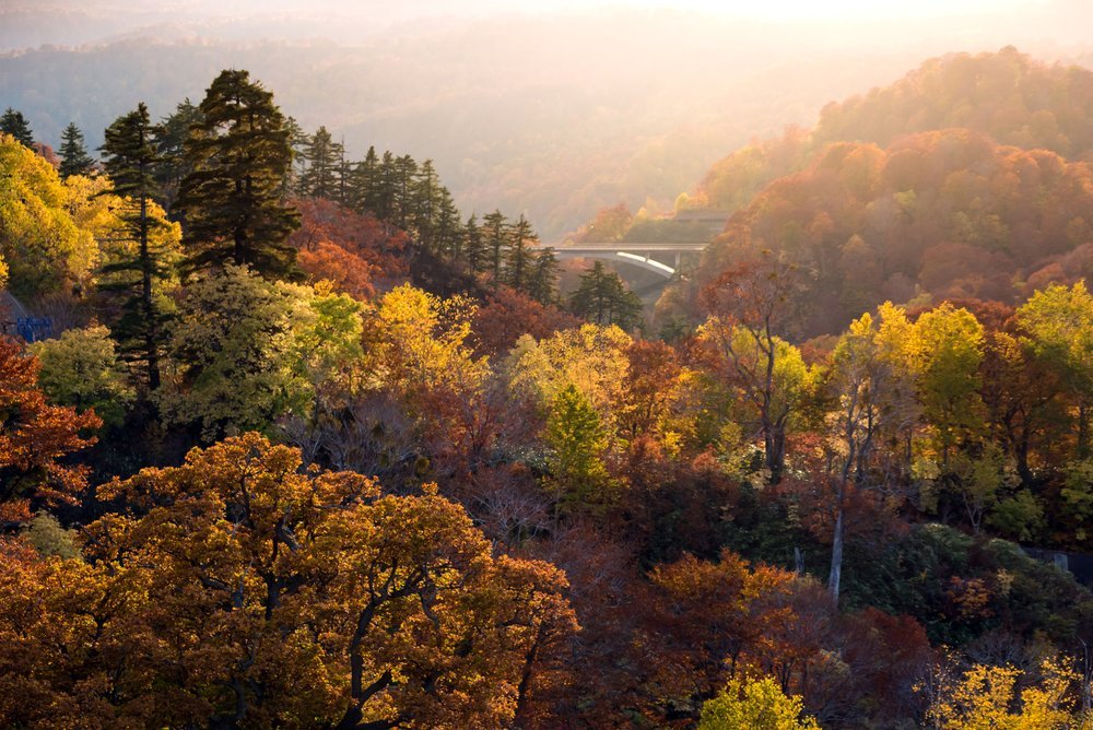 日本东北秋田地区的森林沼泽地日落红叶秋季图片