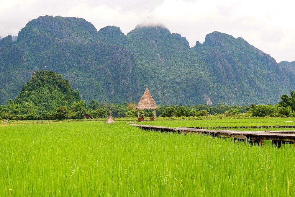 绿色稻田和木桥在亚洲山区背景的乡村农业农田中图片
