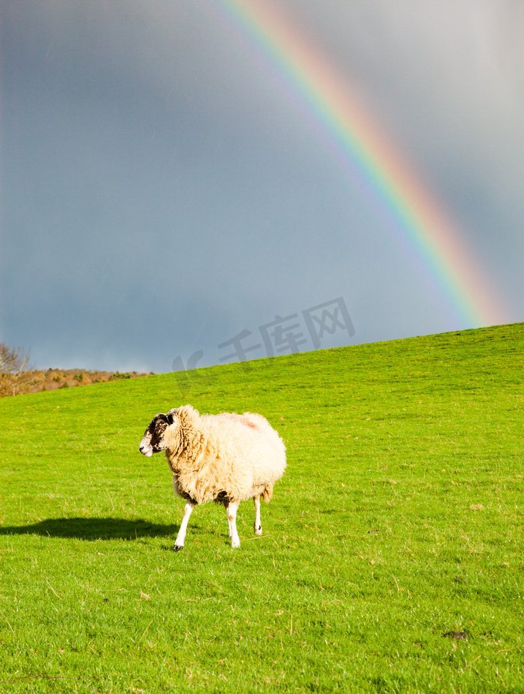 放牧在绿色草甸的羊在春天和彩虹后下雨复活节背景图片