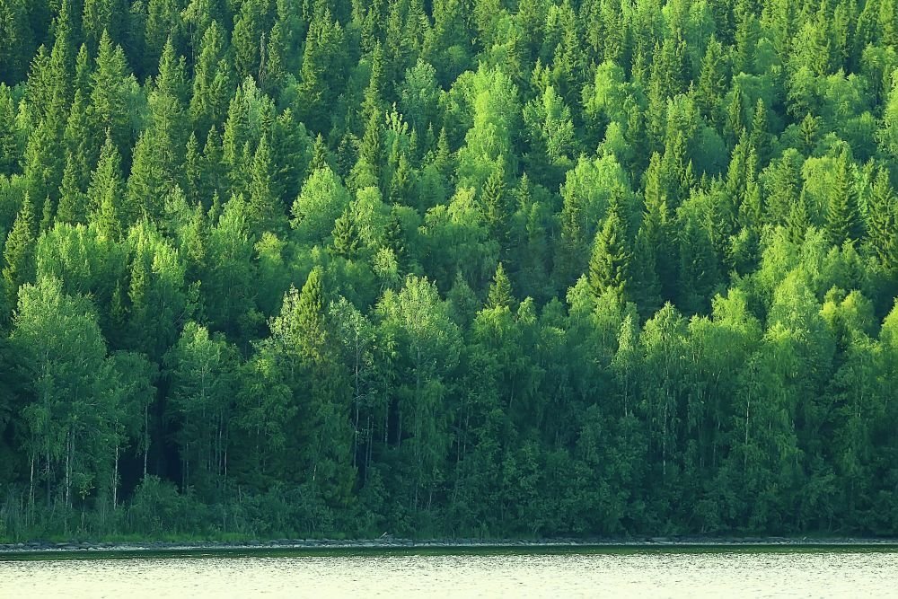 纹理针叶林顶视图/景观绿色森林，针叶树高峰图片