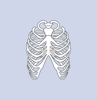 胸骨,人体骨骼系统的一部分,通过软骨连接肋骨形成前部胸腔,在矢量图