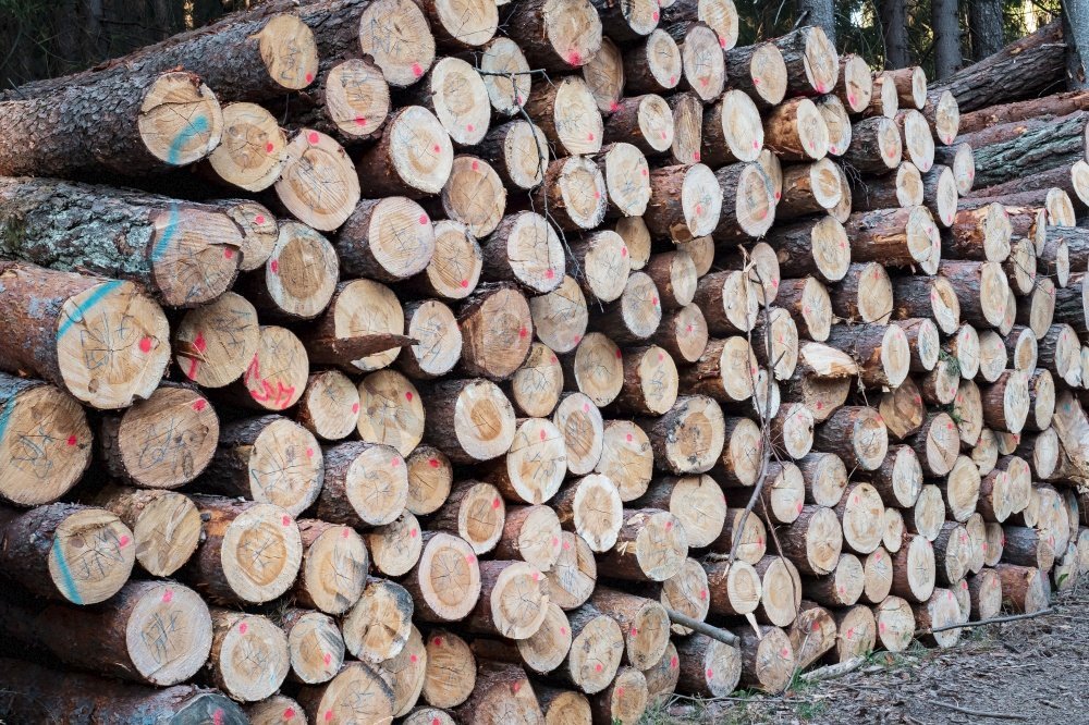 一堆木头。一个巨大的木材堆的视图。图片