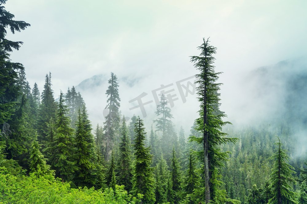 魔法迷雾森林。美丽的自然景观。图片