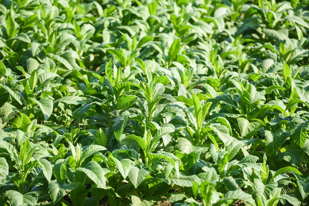 烟草叶植物生长在农场农业在亚洲和年轻的绿色烟草叶种植园在烟草领域背景 图片