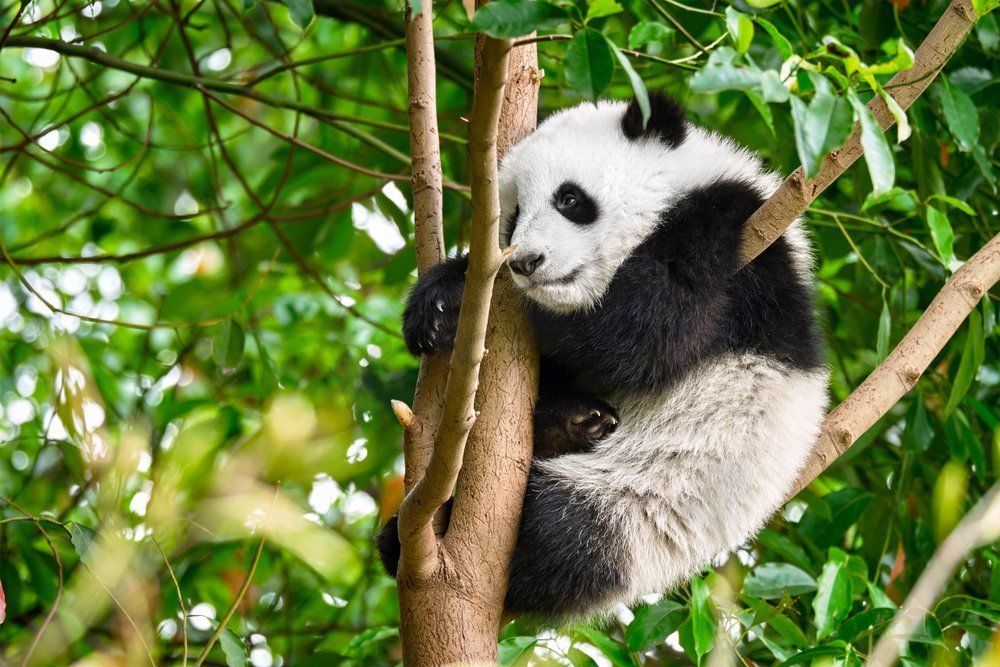 中国旅游的象征和吸引力--可爱的大熊猫幼崽在树上。四川成都，中国。中国的大熊猫图片