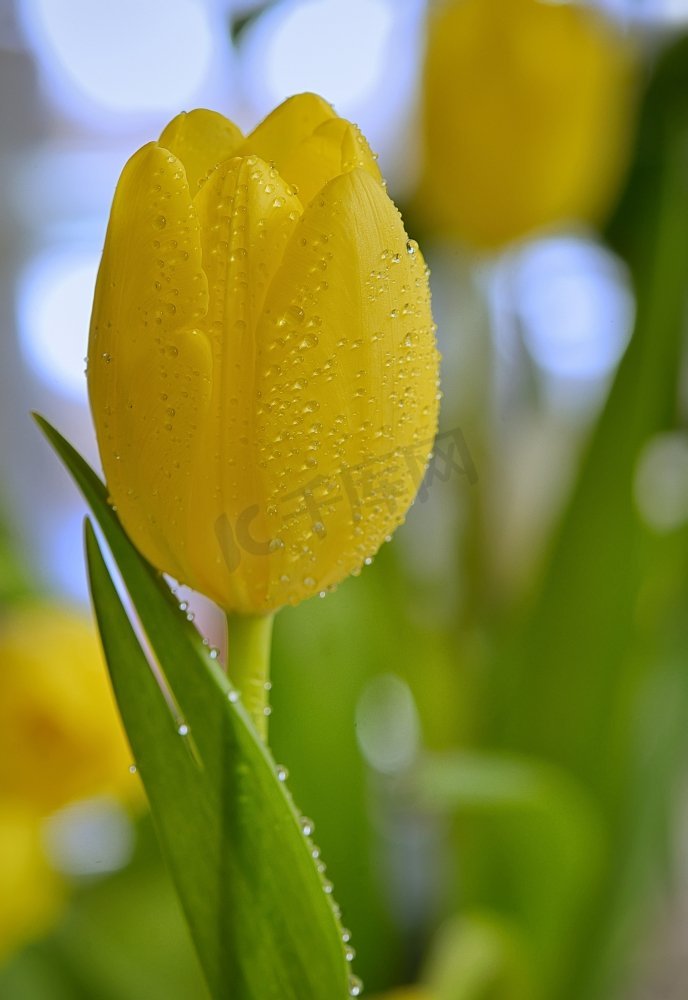 春天的黄色郁金香带着露珠图片