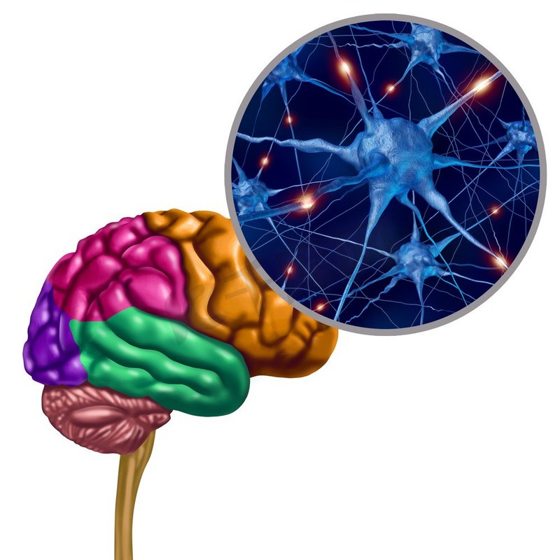 脑叶活跃神经元作为人类思维器官，带有神经元放大与3D插图元素。图片