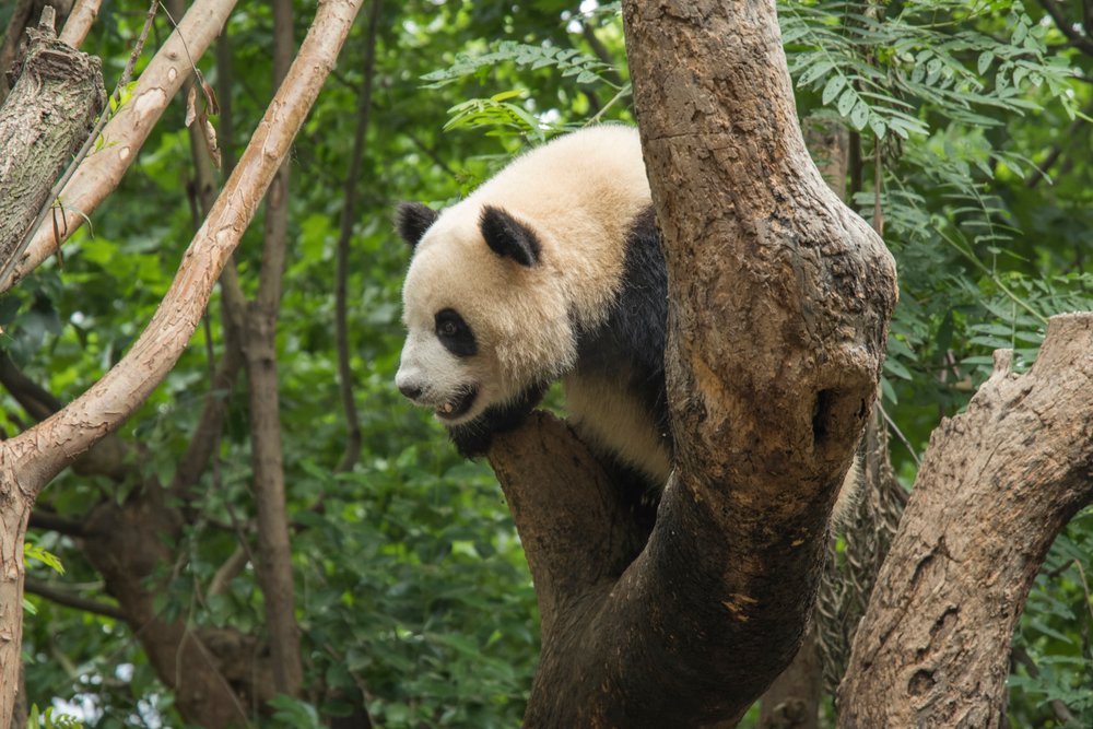 熊猫生活在成都的一个保护区里。中国图片