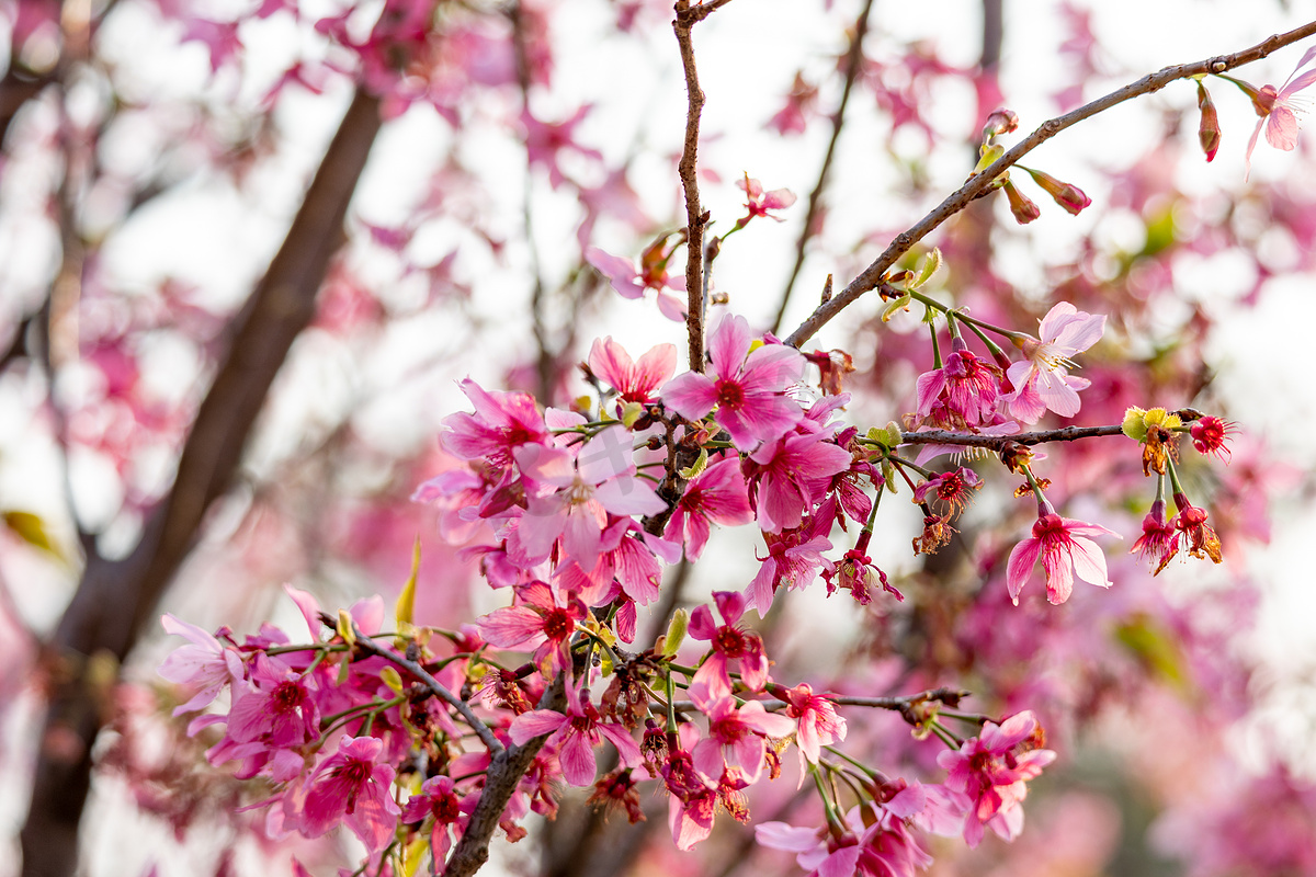 春暖花开樱花粉色花海图片