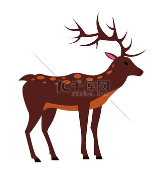中等大小的成年公鹿有斑点皮毛长鹿角和短尾巴白色背景上的孤立矢量图