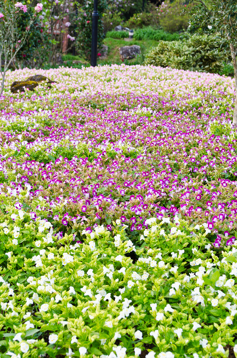 叉骨花园 (Torenia Fournieri Lindl)图片