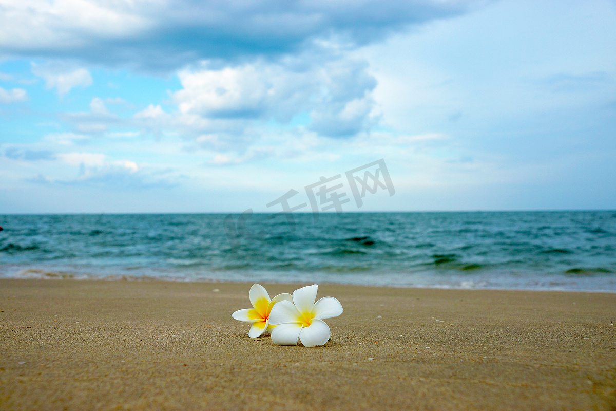 沙滩上的白黄色茉莉花图片