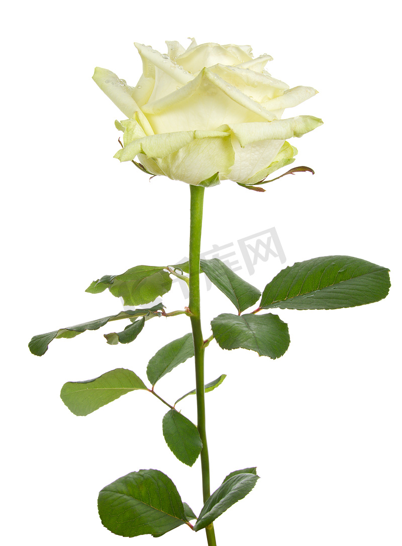 美丽的白玫瑰图片