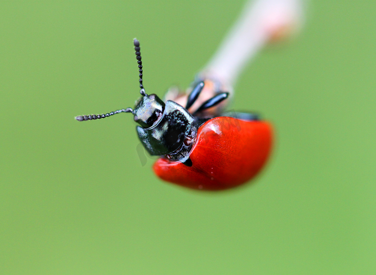 小红甲虫图片