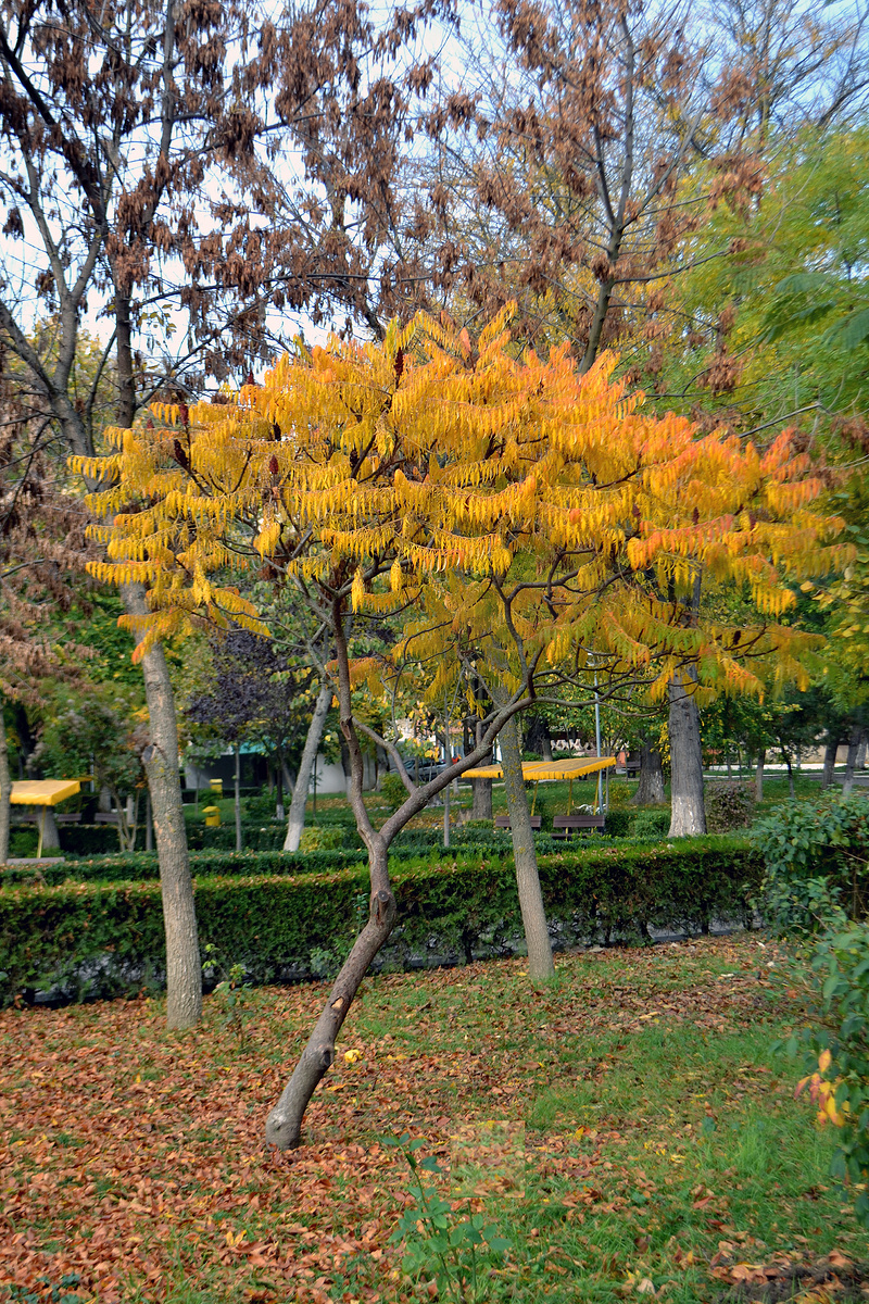 公园小巷里的秋诗4图片