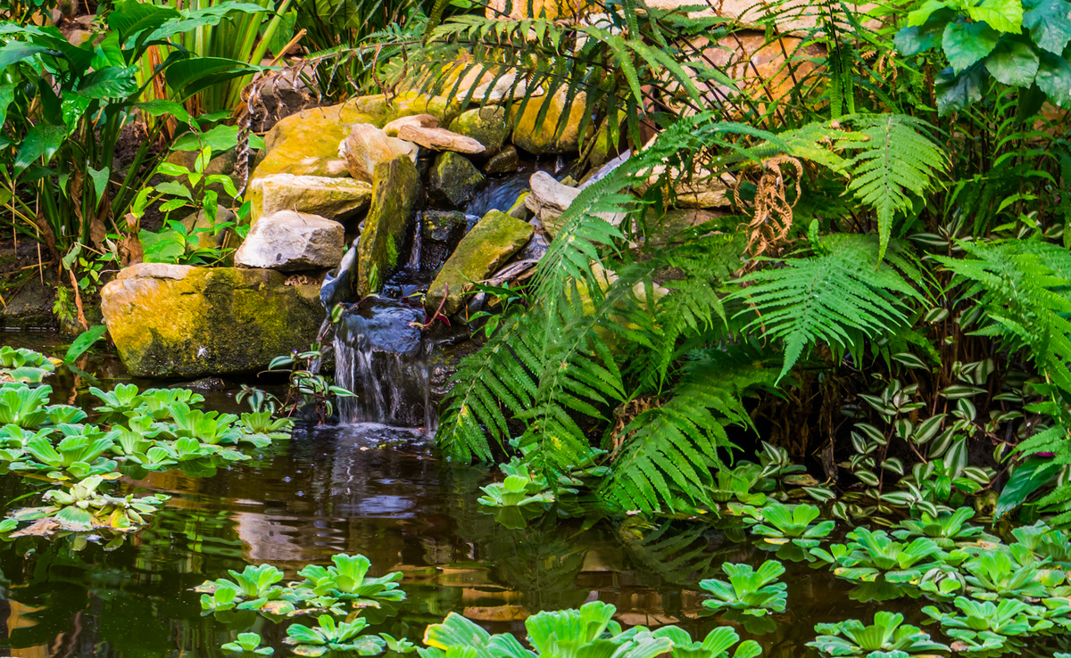 带热带植物和瀑布的美丽水池、异国情调的花园、自然背景图片