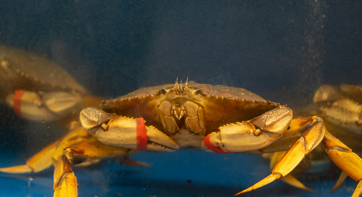 鱼市水箱里的活鲜帝王蟹图片