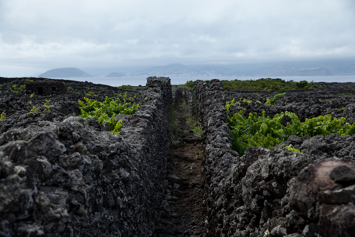受保护的葡萄园景观，Pico，亚速尔群岛图片