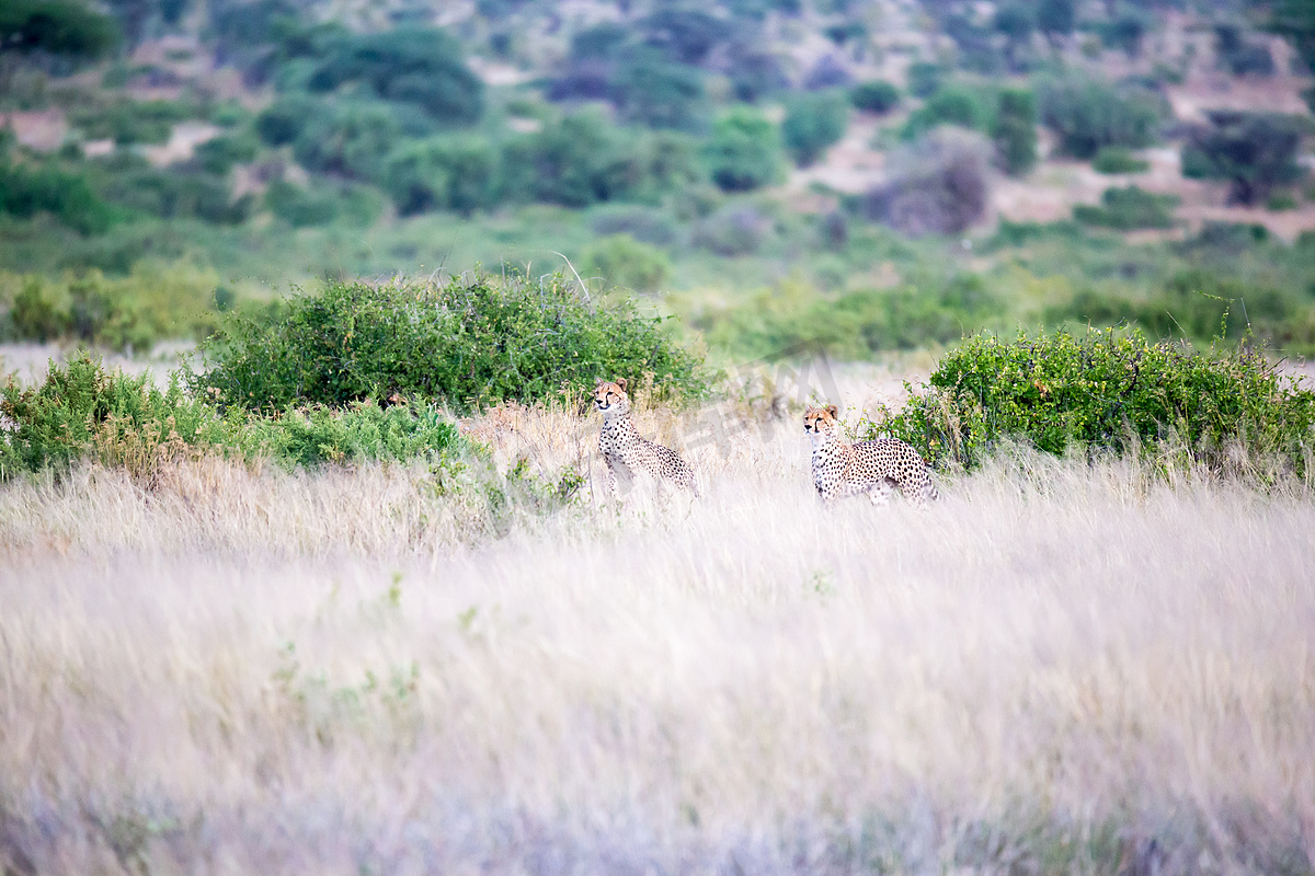 一些猎豹在高草丛中的大草原上奔跑图片