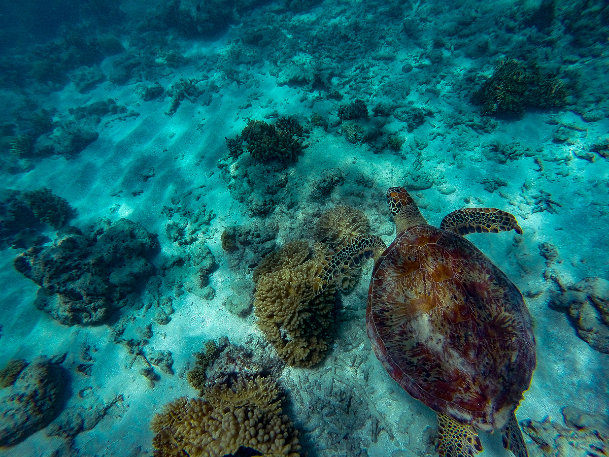 一只绿海龟在美丽清澈的海水、大堡礁、凯恩斯、澳大利亚的珊瑚礁上方游泳图片