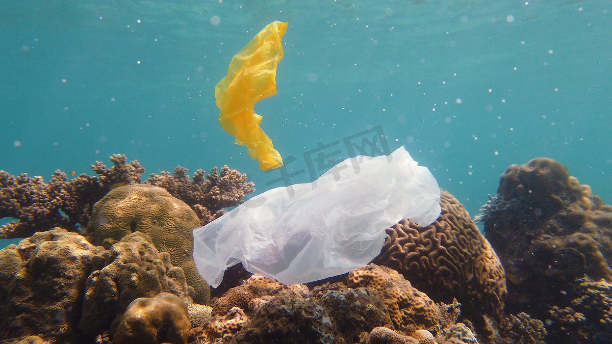 被塑料袋污染的珊瑚礁。图片