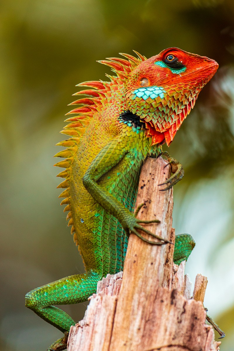 辛哈拉贾雨林木杆上常见的绿色森林蜥蜴，阳光明媚的日子里寒冷，皮肤上有美丽的色彩渐变图案，脊柱上有尖锐的尖刺，图片