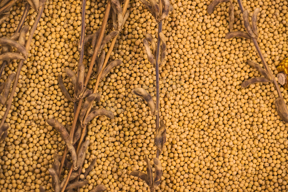 成熟的大豆植物和豆类图片