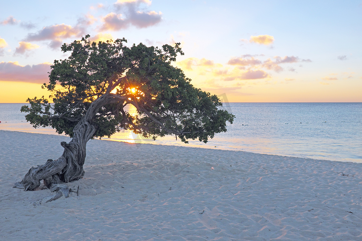 加勒比海阿鲁巴岛上的 Divi divi 树图片